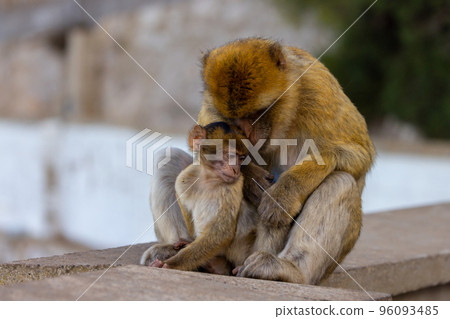 Mother and Baby Monkey, Barbary macaque at Rock of Gibraltar, UK Mother and Baby Monkey, Barbary macaque at Rock of Gibraltar, UK 96093485