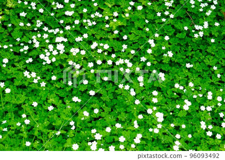 二輪草群[4月，築井，相模原市] 96093492