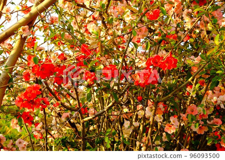 盛開的散景花[4月，築井，相模原市] 96093500