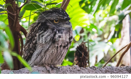 Zoo animals 96094127