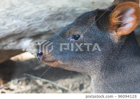 Zoo animals Zoo animals 96094128