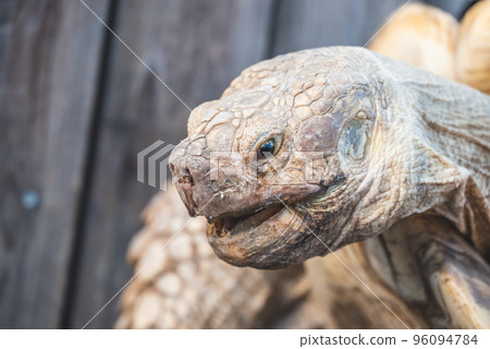 Zoo animals Zoo animals 96094784