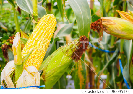 Corn cob with green leaves growth in agriculture field outdoor 96095124