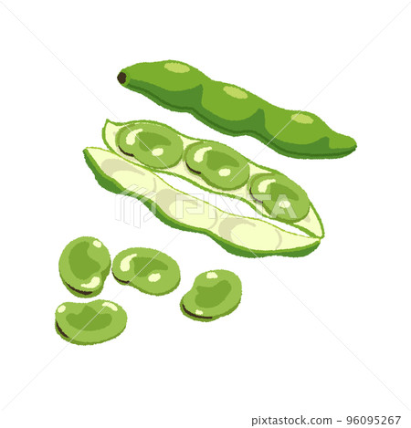 Broad beans illustration Broad beans illustration 96095267