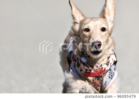 A dog that runs well A dog that runs well 96095479