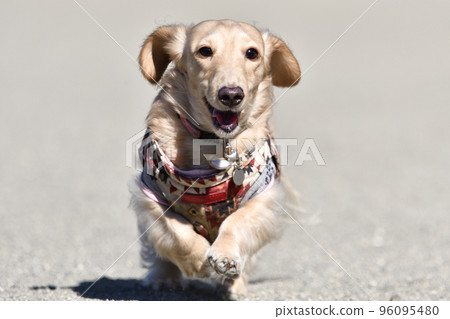 A dog that runs well A dog that runs well 96095480