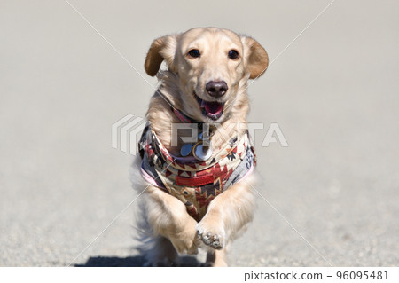 A dog that runs well A dog that runs well 96095481