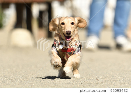 A dog that runs well A dog that runs well 96095482