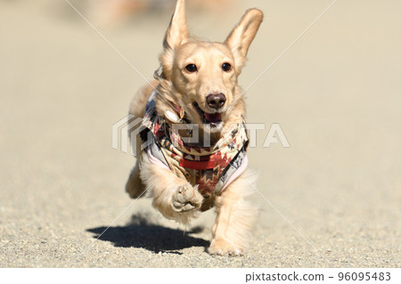 A dog that runs well A dog that runs well 96095483