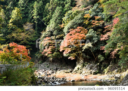 Autumn leaves of Tamagawa Gorge (near Yadori Onsen) [Hashimoto City, Wakayama Prefecture] 96095514