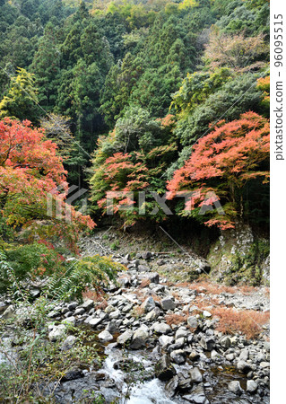 Autumn leaves of Tamagawa Gorge (near Yadori Onsen) [Hashimoto City, Wakayama Prefecture] 96095515