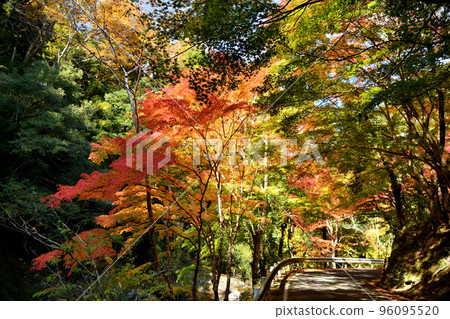 Autumn leaves of Tamagawa Gorge (near Yadori Onsen) [Hashimoto City, Wakayama Prefecture] 96095520