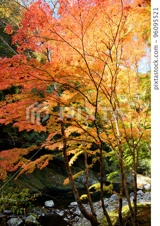 Autumn leaves of Tamagawa Gorge (near Yadori Onsen) [Hashimoto City, Wakayama Prefecture] 96095521