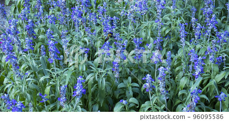 遍地開花的藍色薩維亞 遍地開花的藍色薩維亞 96095586