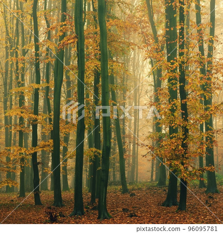 Forest in autumn landscape. Beautiful natural colorful background with trees. Nature - environment with bad rainy and foggy weather. Forest in autumn landscape. Beautiful natural colorful background with trees. Nature - environment with bad rainy and foggy weather. 96095781