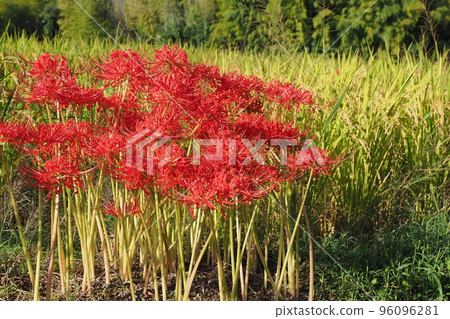 Amaryllidum blooming in the footpath 96096281