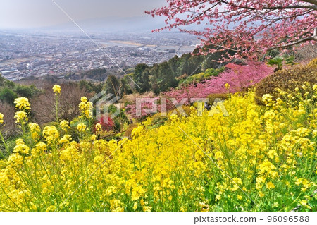 Matsuda city where Kawazu cherry blossoms and rape blossoms are in full bloom in Nishihirahata Park, Kanagawa Prefecture 96096588