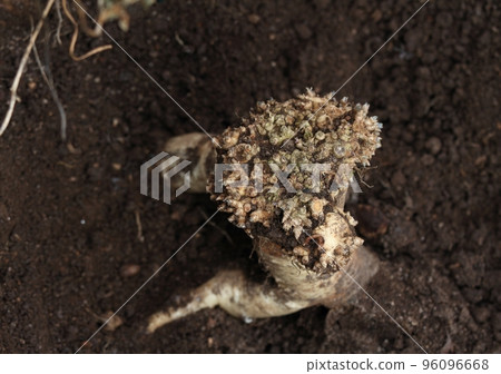 Dang Shen plant or Poor Man's Ginseng, lat. Codonopsis Pilosula (Syn Codonopsis Sylvestris) Dang Shen plant or Poor Man's Ginseng, lat. Codonopsis Pilosula (Syn Codonopsis Sylvestris) 96096668