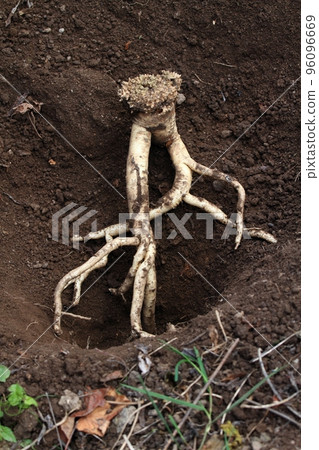 Dang Shen plant or Poor Man's Ginseng, lat.  Codonopsis Pilosula (Syn Codonopsis Sylvestris) 96096669
