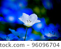 White Nemophila 96096704