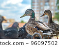 view of a bird, a Siberian mallard duck on the city embankment 96097502