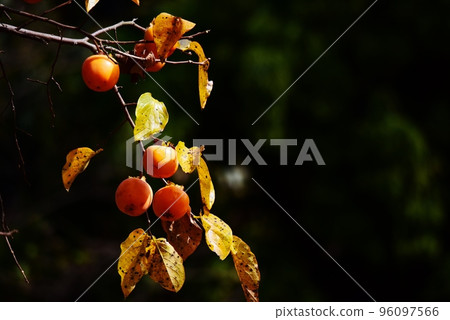 Persimmon fruiting metropolitan Oyamada Ryokuchi Park Machida City, Tokyo 96097566