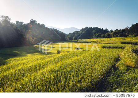 evening rice fields in the countryside 96097676