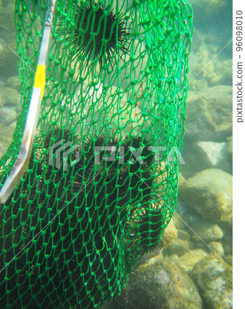 Extermination of sea urchins to prevent island denudation 96098010