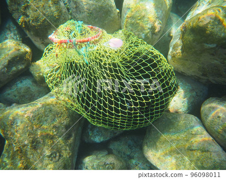 Extermination of sea urchins to prevent island denudation 96098011