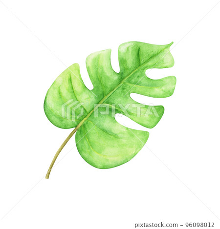 Green leaf. Watercolor floral illustration. Green leaf. Watercolor floral illustration. 96098012