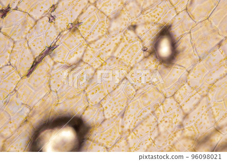 Cell structure flower, View of chromoplast showing in plant cells under the microscope for classroom education. 96098021