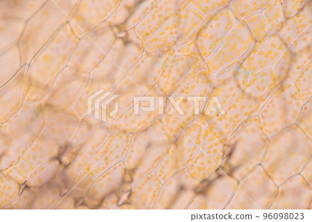 Cell structure flower, View of chromoplast showing in plant cells under the microscope for classroom education. Cell structure flower, View of chromoplast showing in plant cells under the microscope for classroom education. 96098023