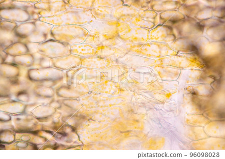 Cell structure flower, View of chromoplast showing in plant cells under the microscope for classroom education. 96098028