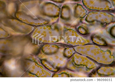 Cell structure flower, View of chromoplast showing in plant cells under the microscope for classroom education. 96098031