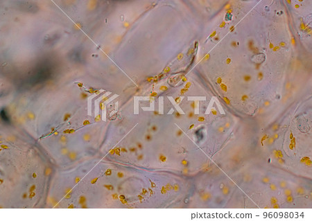 Cell structure flower, View of chromoplast showing in plant cells under the microscope for classroom education. Cell structure flower, View of chromoplast showing in plant cells under the microscope for classroom education. 96098034