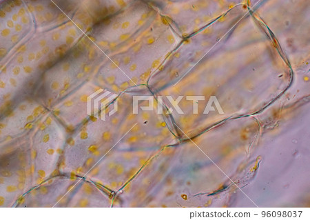 Cell structure flower, View of chromoplast showing in plant cells under the microscope for classroom education. Cell structure flower, View of chromoplast showing in plant cells under the microscope for classroom education. 96098037