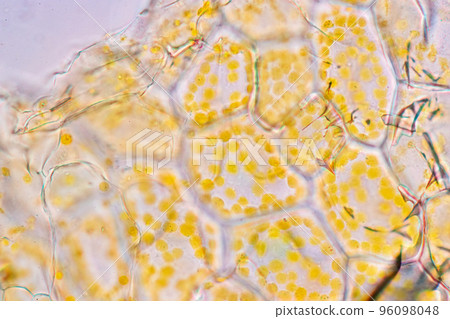 Cell structure flower, View of chromoplast showing in plant cells under the microscope for classroom education. Cell structure flower, View of chromoplast showing in plant cells under the microscope for classroom education. 96098048