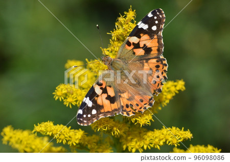 Shark's beard 96098086