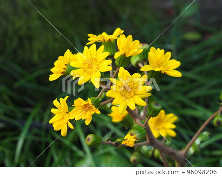 Zwabuki黃色花 96098206