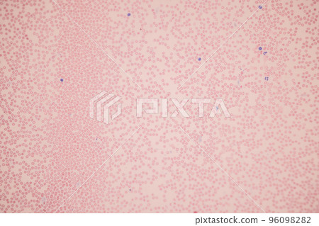 Tissue of Blood human, Vein human, Artery human and Heart muscle human under the microscope in Lab. 96098282