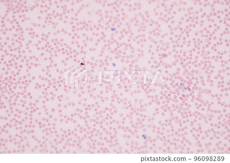 Tissue of Blood human, Vein human, Artery human and Heart muscle human under the microscope in Lab. 96098289