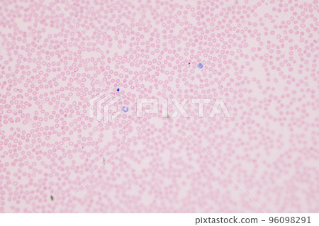Tissue of Blood human, Vein human, Artery human and Heart muscle human under the microscope in Lab. 96098291