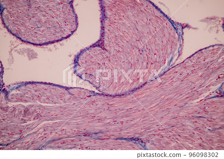 Tissue of Blood human, Vein human, Artery human and Heart muscle human under the microscope in Lab. Tissue of Blood human, Vein human, Artery human and Heart muscle human under the microscope in Lab. 96098302