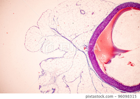 Tissue of Blood human, Vein human, Artery human and Heart muscle human under the microscope in Lab. 96098315