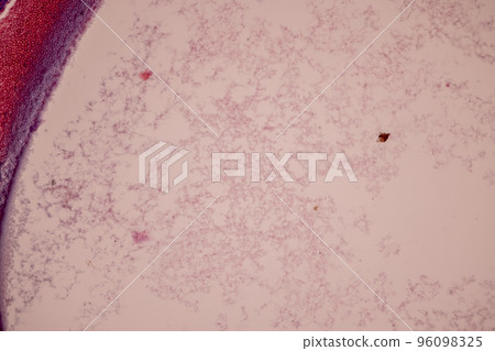 Tissue of Blood human, Vein human, Artery human and Heart muscle human under the microscope in Lab. 96098325