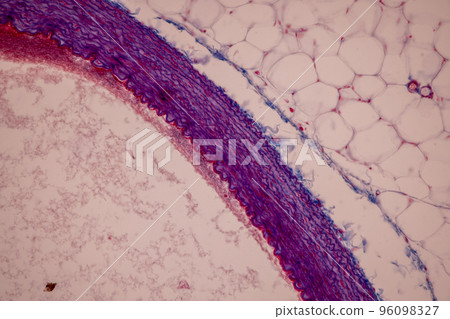 Tissue of Blood human, Vein human, Artery human and Heart muscle human under the microscope in Lab. Tissue of Blood human, Vein human, Artery human and Heart muscle human under the microscope in Lab. 96098327