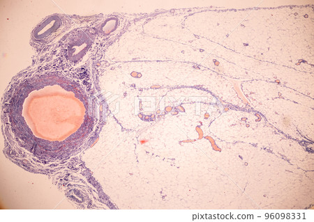 Tissue of Blood human, Vein human, Artery human and Heart muscle human under the microscope in Lab. 96098331