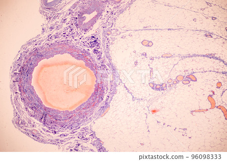 Tissue of Blood human, Vein human, Artery human and Heart muscle human under the microscope in Lab. 96098333