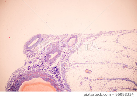 Tissue of Blood human, Vein human, Artery human and Heart muscle human under the microscope in Lab. 96098334
