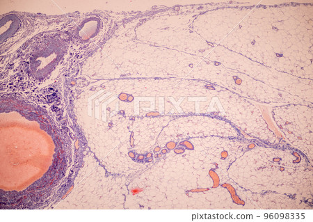 Tissue of Blood human, Vein human, Artery human and Heart muscle human under the microscope in Lab. 96098335